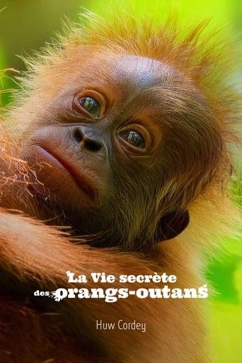 La Vie secrète des orangs-outans poster