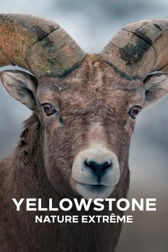 Yellowstone : Nature extrême poster