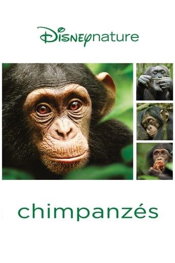 Chimpanzés poster