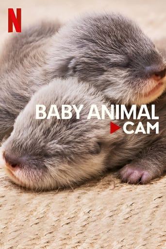 Bébés animaux en direct poster