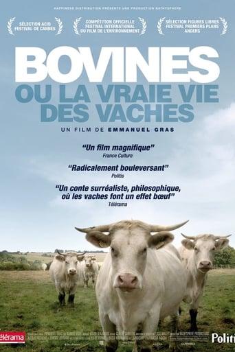 Bovines poster